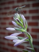 15th Jul 2017 - Dragonfly on a hosta bloom