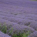 Gorgeous Lavender Fields by bizziebeeme