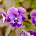 Viola tricolor by elisasaeter