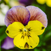 Viola tricolor 2 by elisasaeter