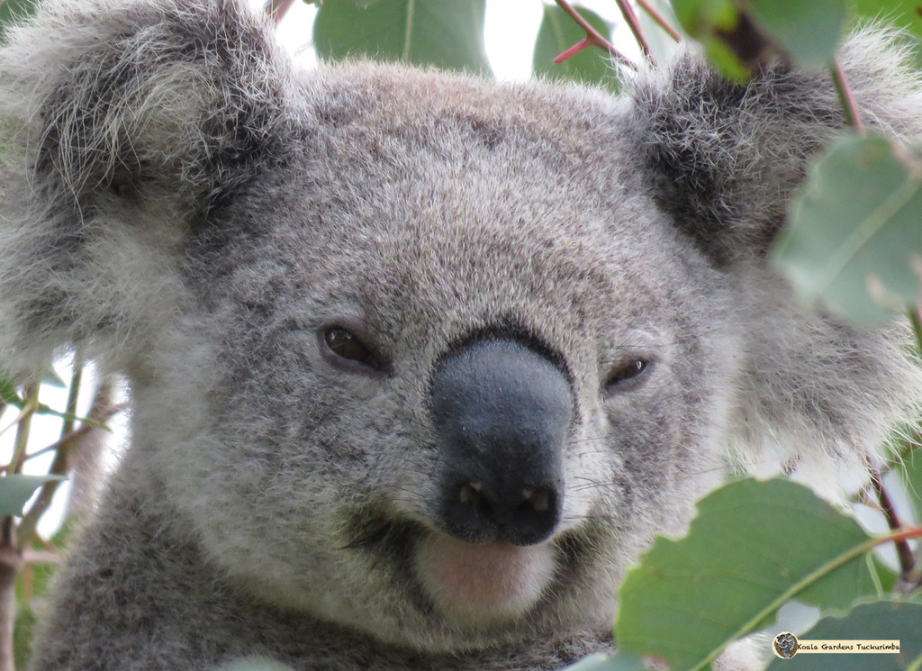 mona lisa koala by koalagardens