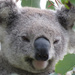 mona lisa koala by koalagardens
