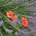 Lavender and Poppies  by bizziebeeme