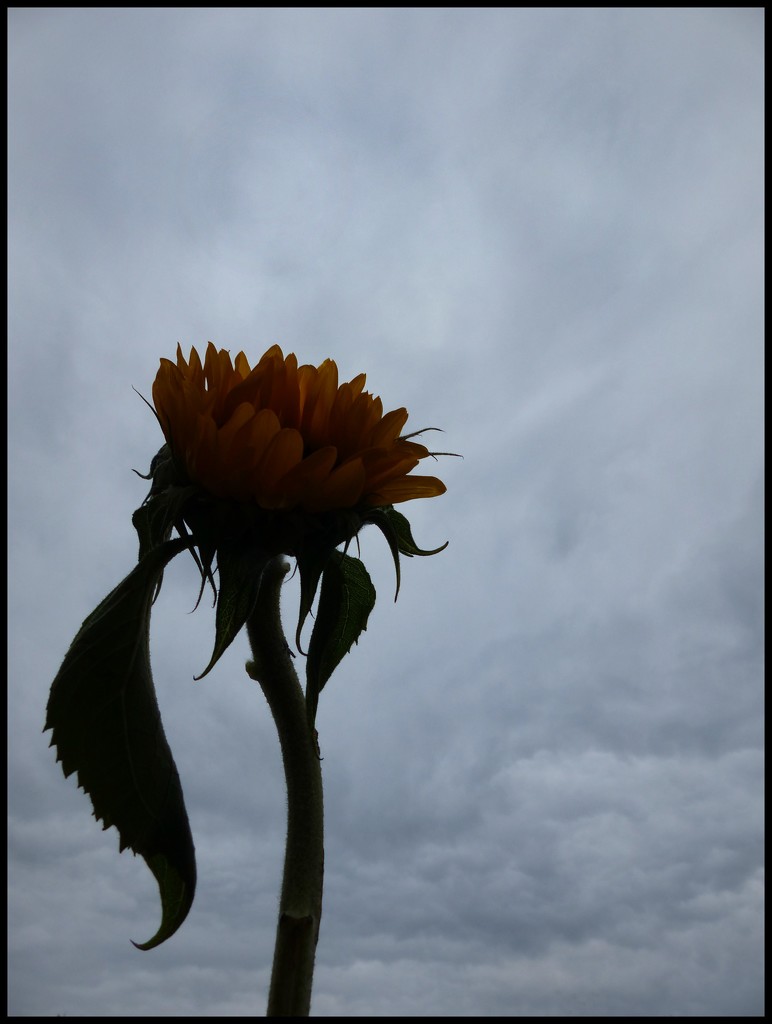hopeful sunflower by jokristina