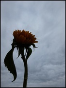 13th Jul 2017 - hopeful sunflower