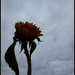 hopeful sunflower by jokristina