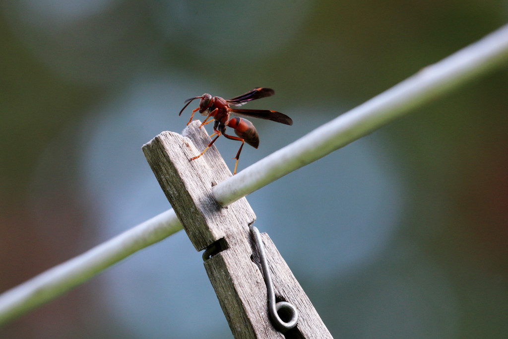 Red wasp by ingrid01