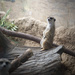 Meerkat Photobombing by epcello