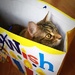 Day 318:  The Cat...Is In The Bag by sheilalorson