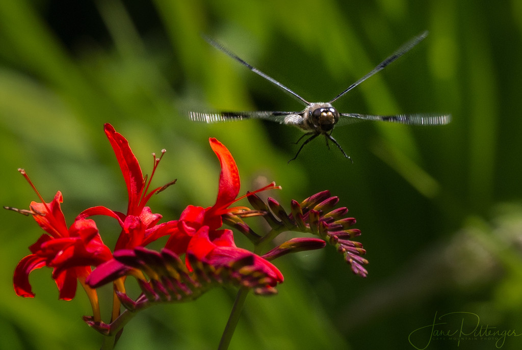 Dragonfly Fly By by jgpittenger