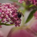 Busy Bee by selkie