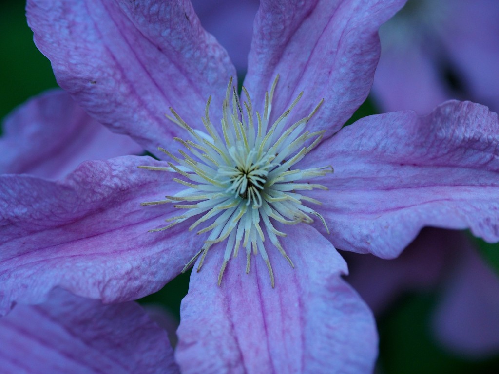 Clematis by selkie