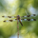 twelve-spotted skimmer by aecasey