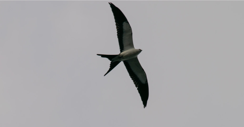 Late Afternoon Swallow-Tail Kite! by rickster549