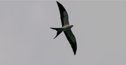 15th Jul 2017 - Late Afternoon Swallow-Tail Kite!