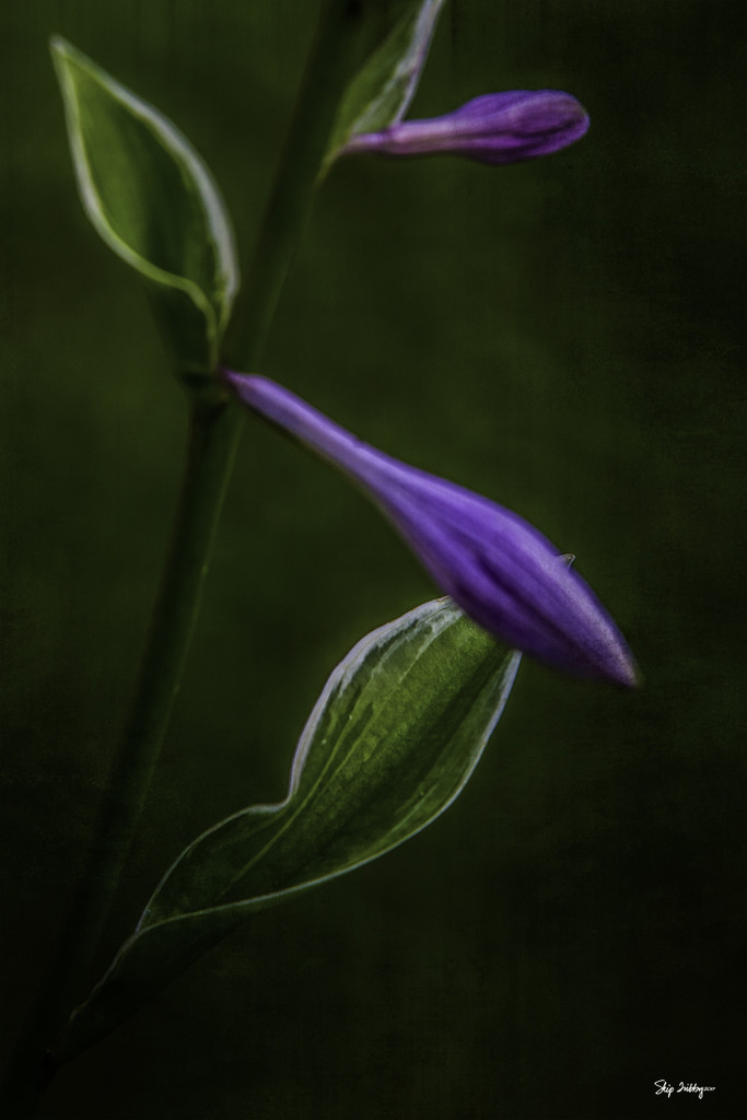 Late Evening Hosta Blossom by skipt07