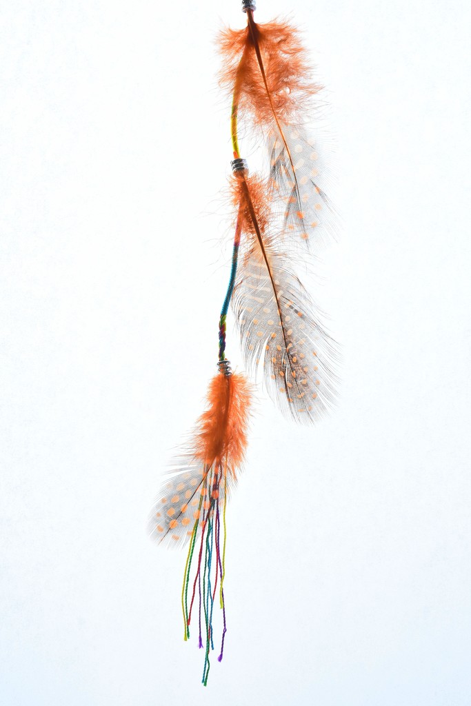 Fancy Feathers by nickspicsnz