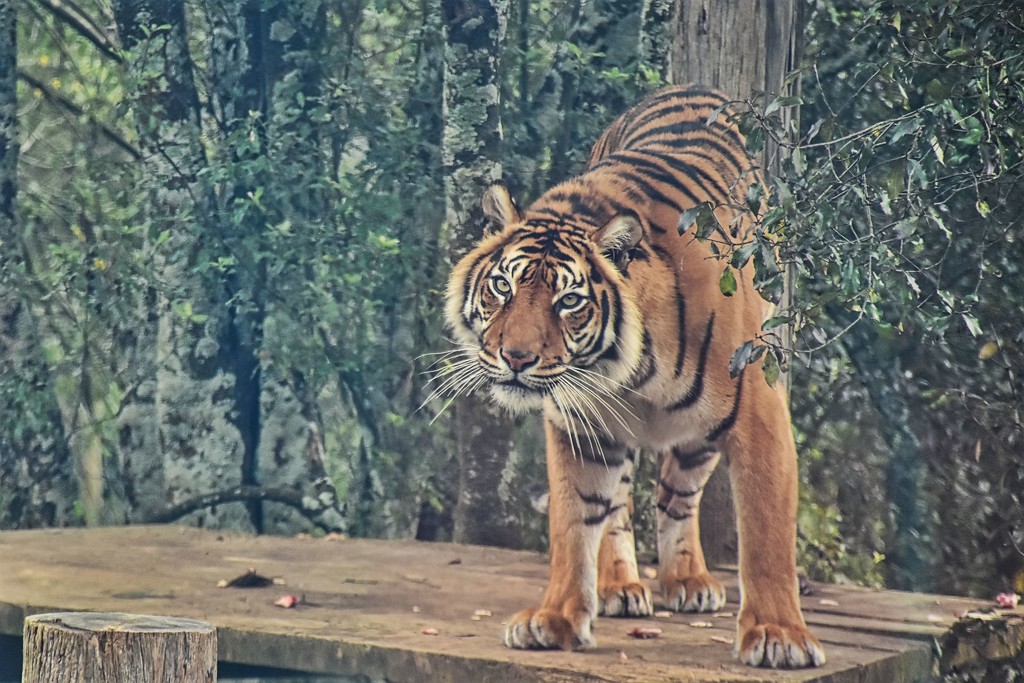 Sumatran Tiger by nickspicsnz