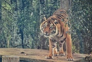 15th Jul 2017 - Sumatran Tiger