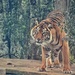 Sumatran Tiger by nickspicsnz