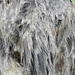Ostrich Feathers by nickspicsnz