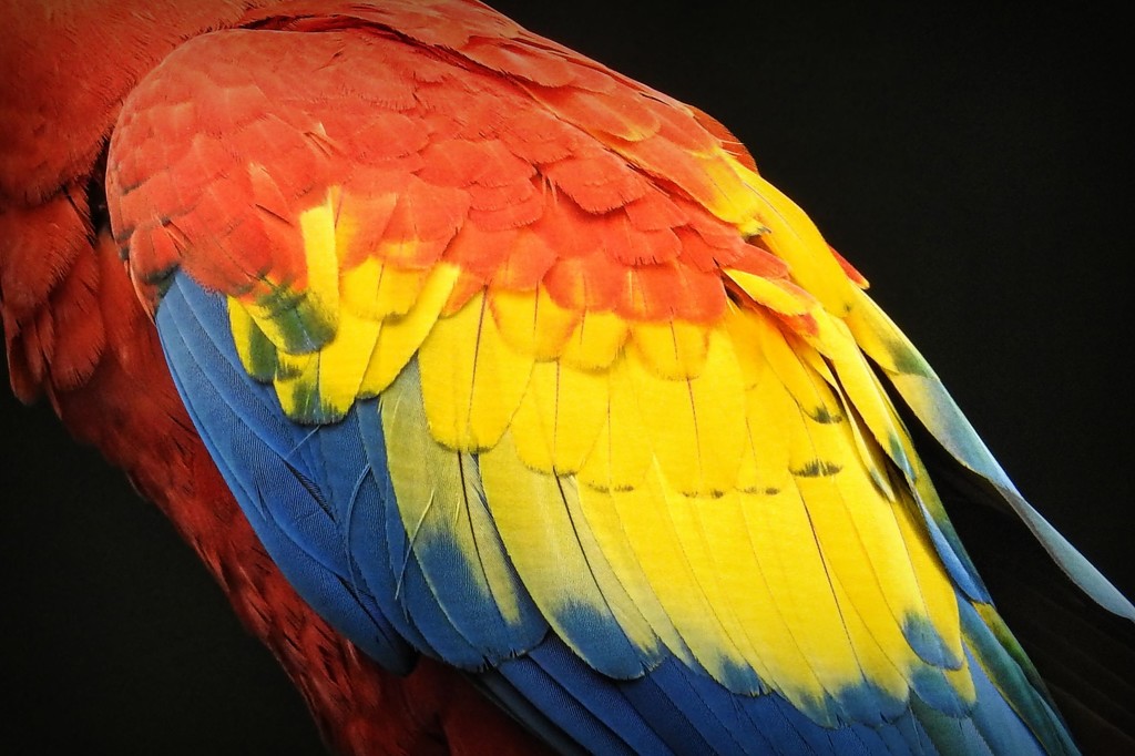 Scarlet Macaw by nickspicsnz