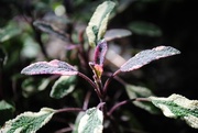 30th Jun 2017 - Day 181: Purple Sage