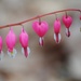 Day 184: Bleeding Hearts by jeanniec57