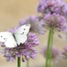 Butterfly (white) by mattjcuk