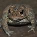 Day 188: Hoppy Toad  by jeanniec57