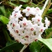  Hoya Carnosa or Wax Flower by susiemc