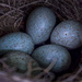 New Eggs by tonygig