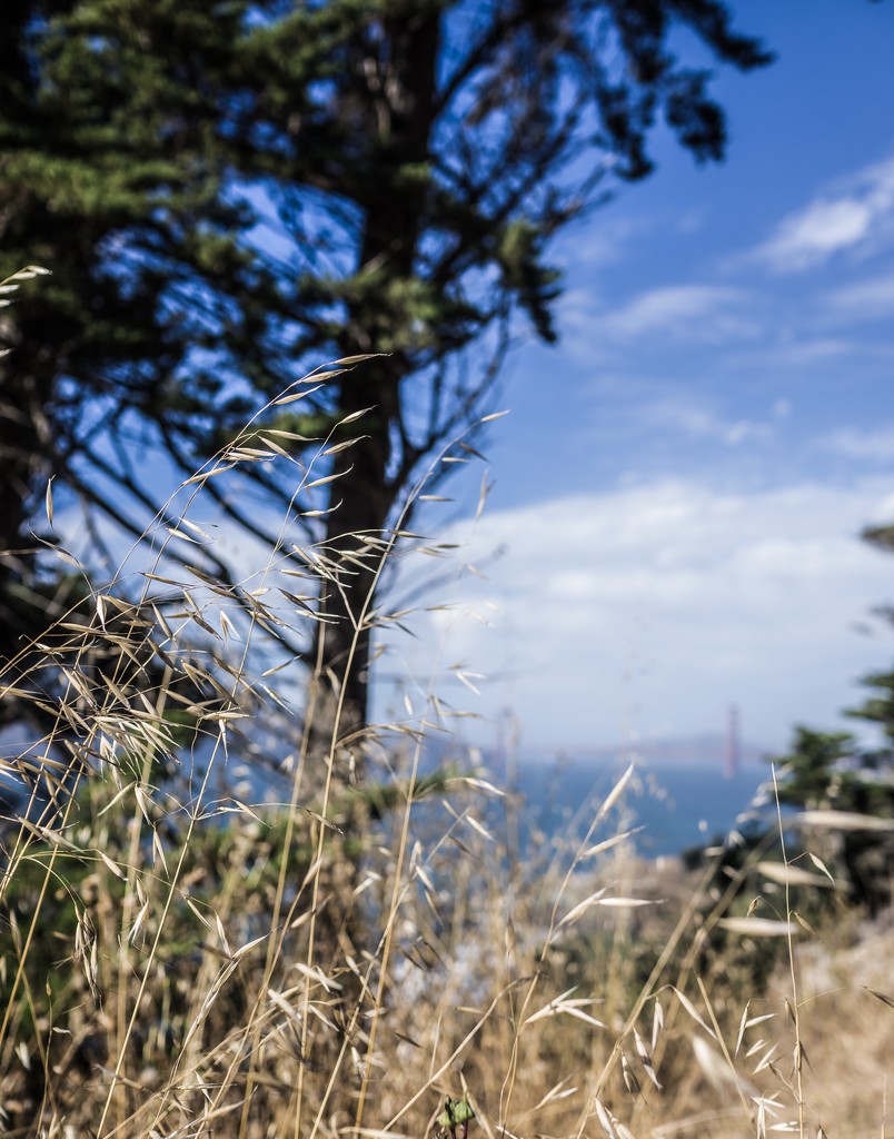 Summer grass along Land's End trail by cristinaledesma33