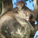 cuddlepie by koalagardens