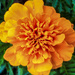 Marigold by houser934