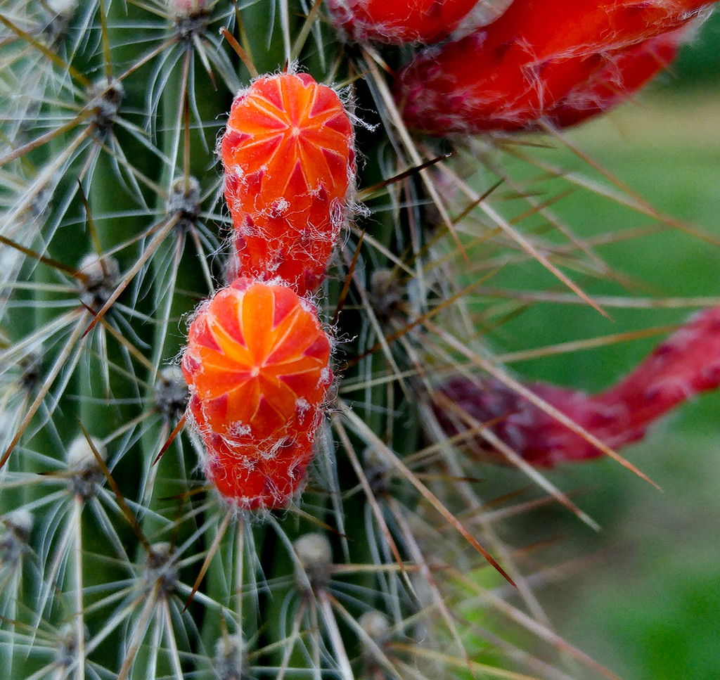 Cactus Flowers by houser934