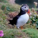 PUFFIN by markp