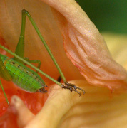 16th Jul 2017 - cricket feet