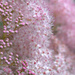 pink fluff by vankrey