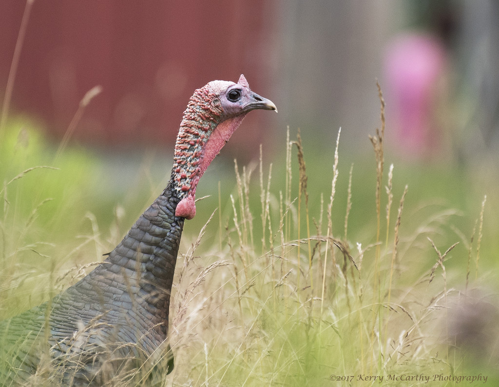 Turkey in a field by mccarth1