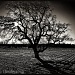 Oak Silhouette by pixelchix