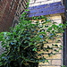 vine and brick by granagringa