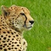 Cheetah by nickspicsnz