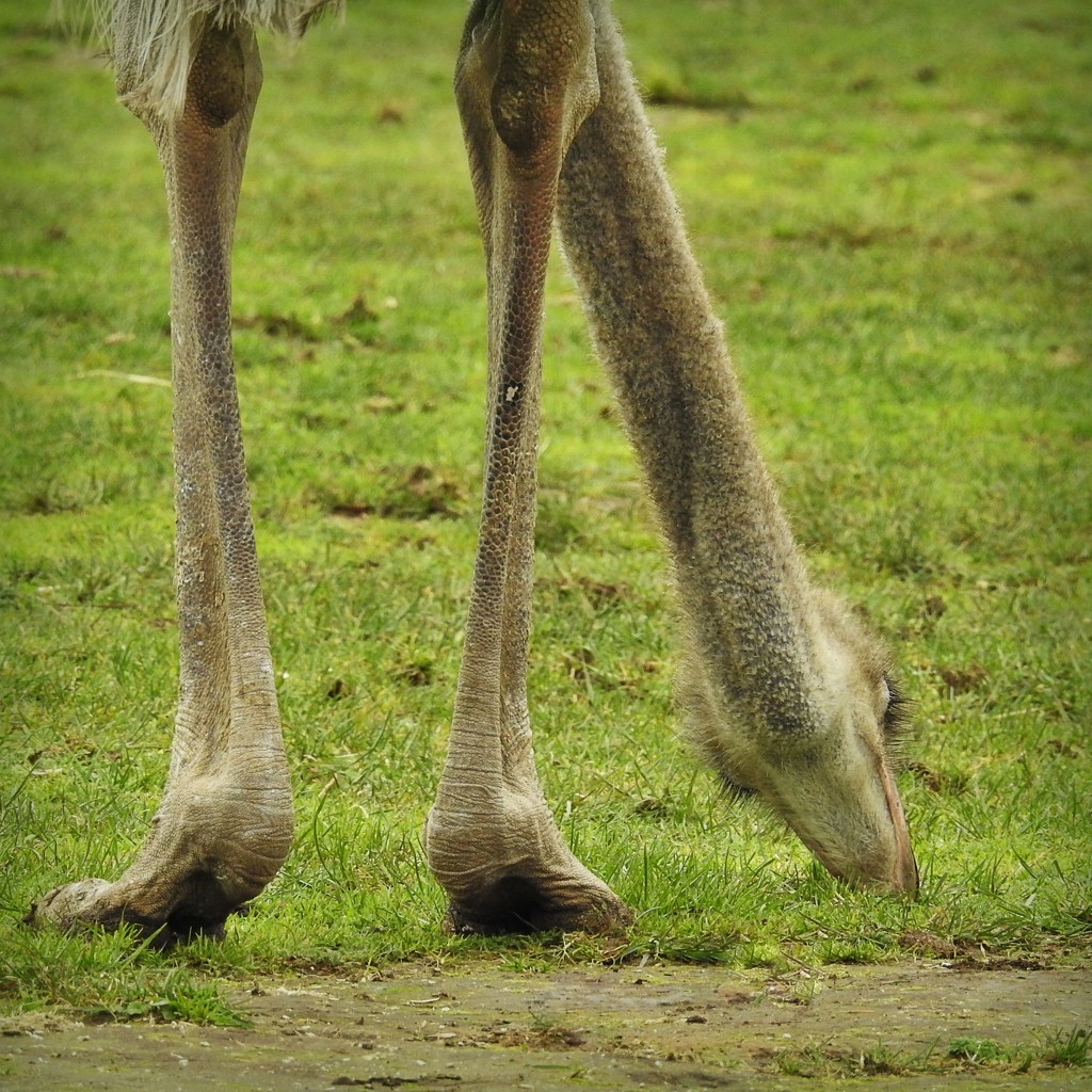 Not quite got her head in the sand by nickspicsnz