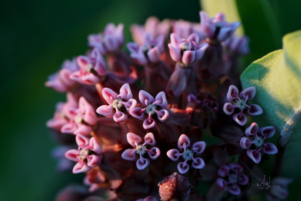 Milkweed @ dawn by adi314