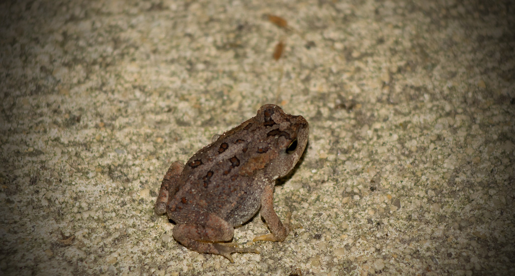 Frog on the Front Porch! by rickster549