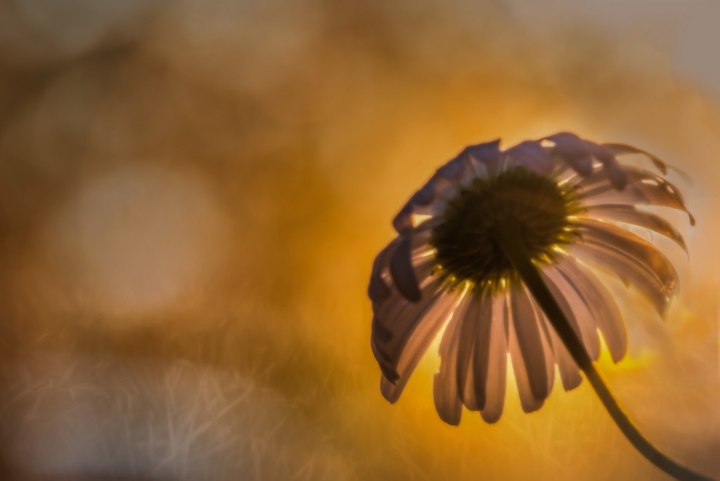 Fading Daisy in the Evening Light by taffy