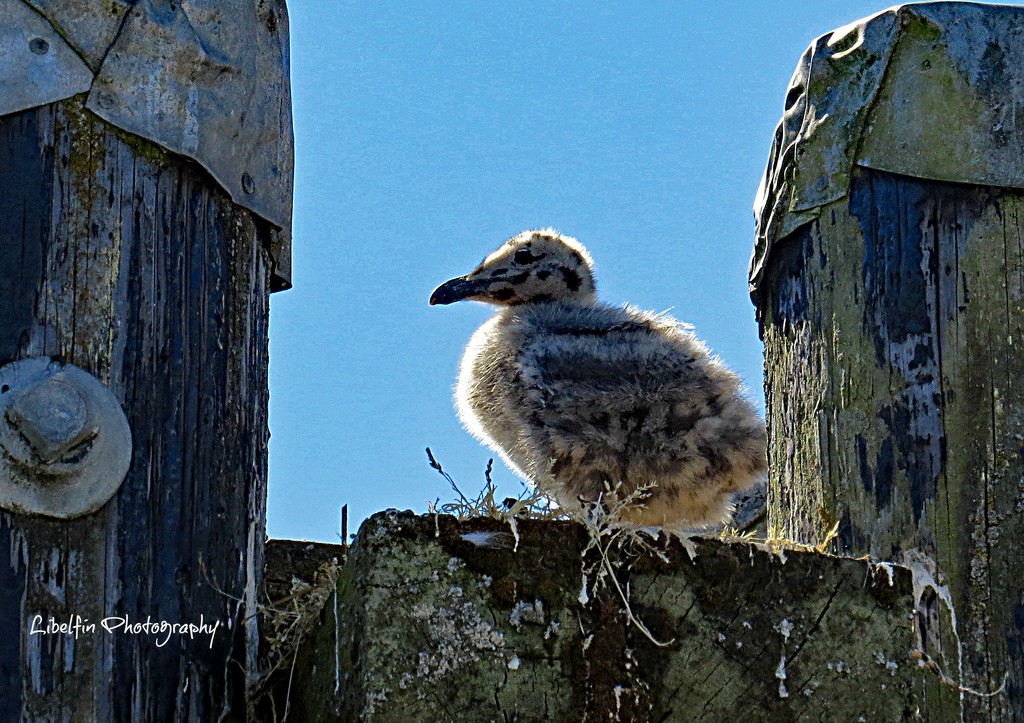 Seagull Chick by kathyo