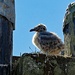 Seagull Chick by kathyo