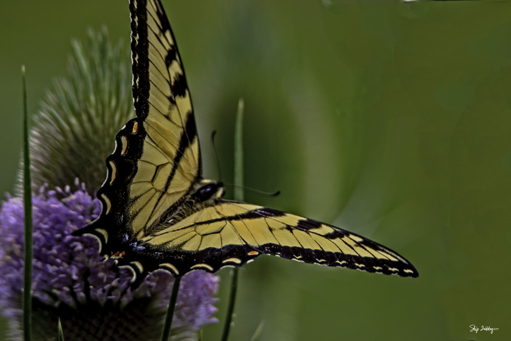Swallowtail Butterfly on a Teasel by skipt07
